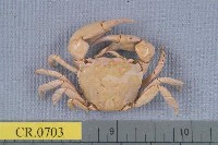 藏品(平背蜞)的圖片
